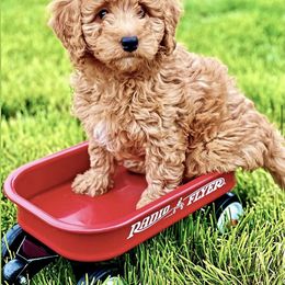 Bernedoodle and Goldendoodle Puppies from Doodle Bliss