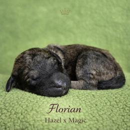 Florian - Brindle male Poodle puppy in Springfield, Oregon from Valaurah Farms