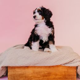 Bernedoodle Puppies from Coffey House Doodles