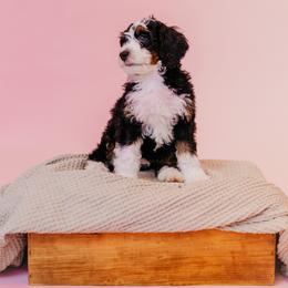 Bernedoodle Puppies from Coffey House Doodles