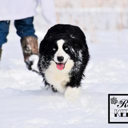 Miniature Australian Shepherd All Grown Up from Rustic Original Aussies