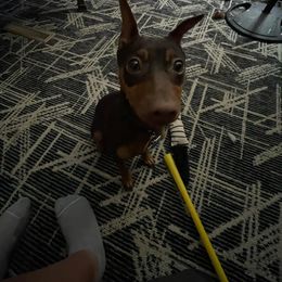 Miniature Pinscher Puppies from K&J's Min Pins Of Grand Lake