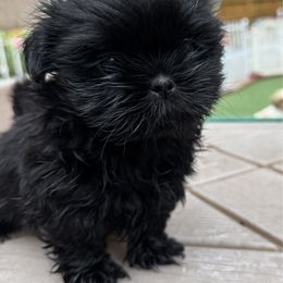 Ebony - Black female Shih Tzu puppy in Spring, Texas from Precious Tzu Crew