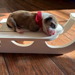 Red Collar - Red female Pembroke Welsh Corgi puppy in Abingdon, Virginia from Em-K Kennels