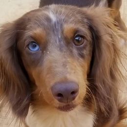 Dachshunds from Knock Out Doxie’s