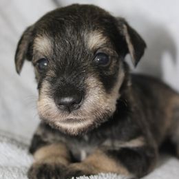 Teddy - Salt and pepper male Miniature Schnauzer puppy in Richardton, North Dakota from Crooked Tree Ranch
