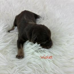Violet - Liver female Miniature Schnauzer puppy in Sylvania, Georgia from Southern Sky Miniature Schnauzers