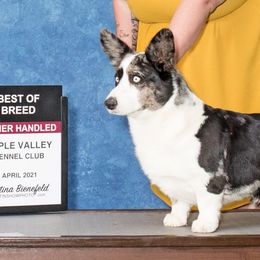 Cardigan Welsh Corgis from Breuddwyd Cardigan Welsh Corgis