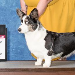 Cardigan Welsh Corgis from Breuddwyd Cardigan Welsh Corgis
