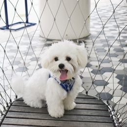 Goldendoodle, Maltese, and Yorkshire Terrier All Grown Up from Puppies by Angie