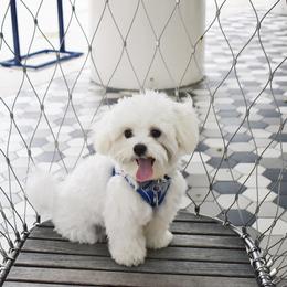 Goldendoodle, Maltese, and Yorkshire Terrier All Grown Up from Puppies by Angie