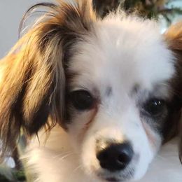 Puff (AKA)  Puff Nugget - Black red and white Papillon puppy in Spokane Valley, Washington from D and T's Papillons