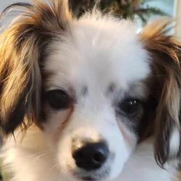 Puff (AKA)  Puff Nugget - Black red and white Papillon puppy in Spokane Valley, Washington from D and T's Papillons