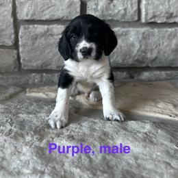 Purple - Black and white male English Springer Spaniel puppy in Cincinnati, Ohio from Torco Play Acres