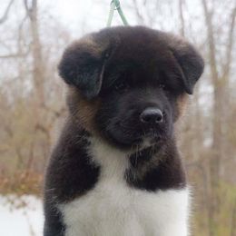 Akita Puppies from Gallant Akitas