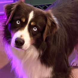 Riot - Australian Shepherd