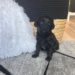 Gizmo - Black male Cavapoo puppy in Gap, Pennsylvania from Coles Cavapoo’s