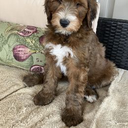 Whoodle Puppies from RockyRiverDoodles