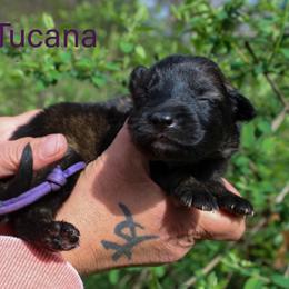 Tucana - Sable female German Shepherd puppy in New York from Spitze German Shepherds