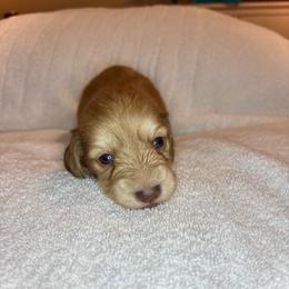 Chocolate - Chocolate male Dachshund puppy in Deland, Florida from Island Farms Dachshunds Florida