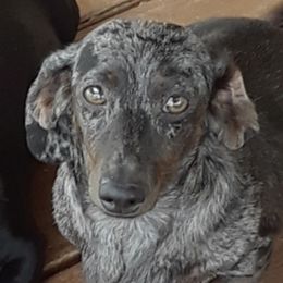 Biscuit - Dachshund