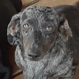 Biscuit - Dachshund