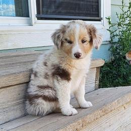 Legolas - Red merle male Australian Shepherd puppy in Powell, Wyoming from Waterworth Australian Shepherds