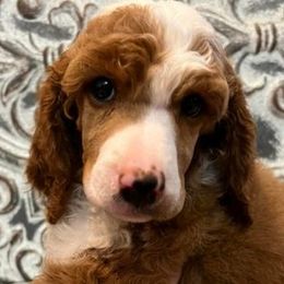 Boy 7 - Poodle puppy in Oxford, Alabama from Posh Poodles Alabama
