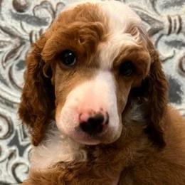 Boy 7 - Poodle puppy in Oxford, Alabama from Posh Poodles Alabama