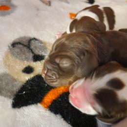 AKC Trouble - Brown and tan male Cocker Spaniel puppy in New Market, Tennessee from Down in the Holler