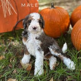 Pasha - Blue merle male Bernedoodle puppy in Glenwood, New Mexico from Brush Fire Doodles