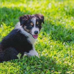 Light Blue - Tri-color male Border Collie puppy in Blue Ridge, Georgia from Hill Valley Border Collies