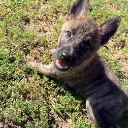 Navy - Gold brindle male Dutch Shepherd puppy in Wheatland, Wyoming from Mill Iron Dutch Shepherds