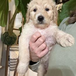 Honey - Parti female Goldendoodle puppy in Social Circle, Georgia from Poppiedoodle Farms