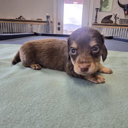 Chocolate boy - Chocolate and cream male Dachshund puppy in Cedar City, Utah from Country Doxies