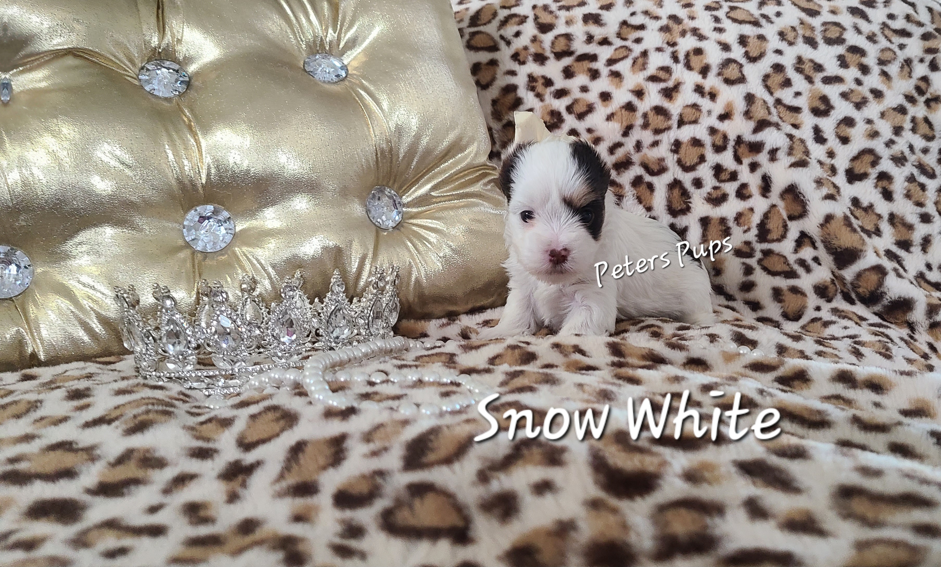 Yorkshire Terrier Puppies from Peters Pups Yorkshire Terriers