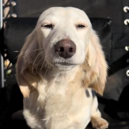 Goose - Dachshund