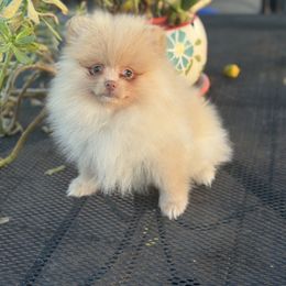 Bella - Cream female Pomeranian puppy in Stockton, California from lunas_poms