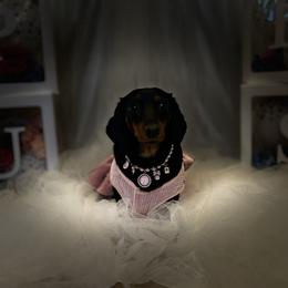 Ivy - Dachshund