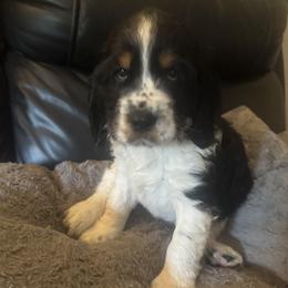 Lime green - Black white and tan male English Springer Spaniel puppy in Griswold, Connecticut from Lassale Springers