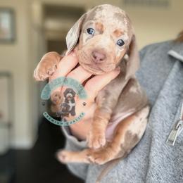 Schatzi - Dapple female Dachshund puppy in Marion, Ohio from Doodles & Doxies