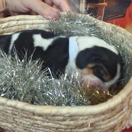 Clause(White) - Black brown and white male Basset Hound puppy in Carbondale, Kansas from Dream Weavers Basset Hounds