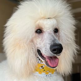 Sunny - Poodle