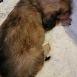 Dachshund Puppies from CLARK'S BREEDING PROGRAM