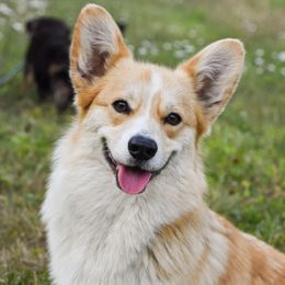 Rey - Pembroke Welsh Corgi
