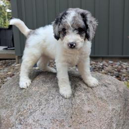 Ace - Blue merle male Bernedoodle puppy in Beach City, Ohio from Blue Cloud Doodles