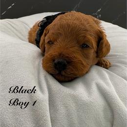 Black (Boy 1) - Red  male Poodle puppy in Miami, Florida from Katy's Toy Poodles & Doodles