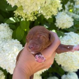 LOTUS - Red  male Goldendoodle puppy in Independence, Oregon from ANKENY DOODLES