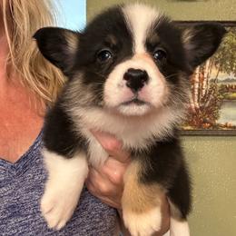 Maribel - Fawn female Pembroke Welsh Corgi puppy in New Auburn, Wisconsin from Cordell Corgis