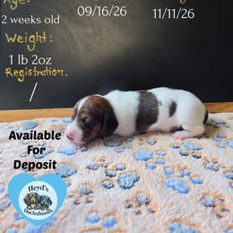 Batty Koda - Brindle male Dachshund puppy in Hoquiam, Washington from Heyd's Mini Dachshunds
